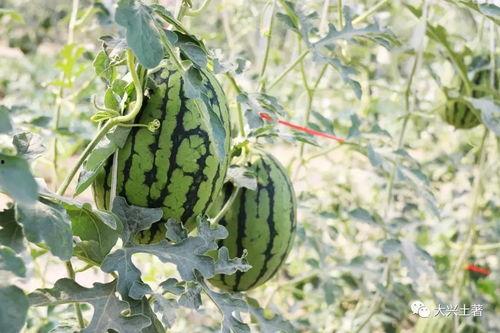 近期网红合集吃瓜,盘点近期热门事件幕后真相