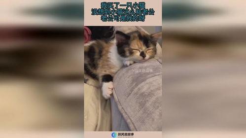 小猫导演老公,揭秘与老公的浪漫爱情故事