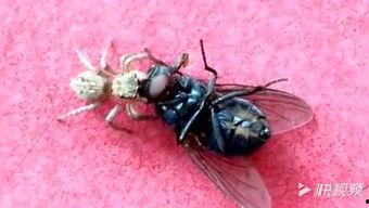 小蜘蛛爆料视频大全集,揭秘娱乐圈幕后风云