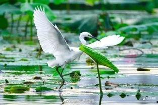 白鹭夺宝最新爆料视频播放,揭秘宝藏背后的神秘力量