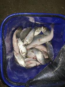 娱乐吃瓜酱飞鸟与鱼,娱乐吃瓜酱的甜蜜邂逅